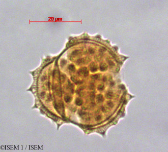 ISEM 1/Werneria_humilis_29081/Werneria_humilis_29081_0001(copy)_thumb.jpg
